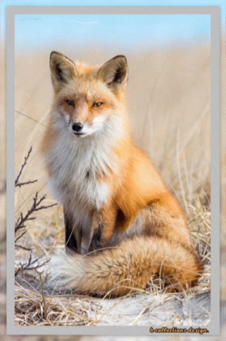 A Picture Of A Fox Sitting In The Grass With A Reflections.de.org Watermark GIF