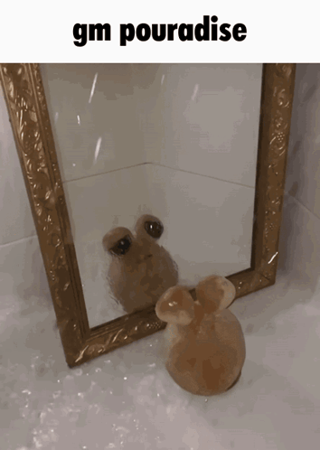A Picture Of A Frog In Front Of A Mirror With The Words Gm Pourabise Below It GIF