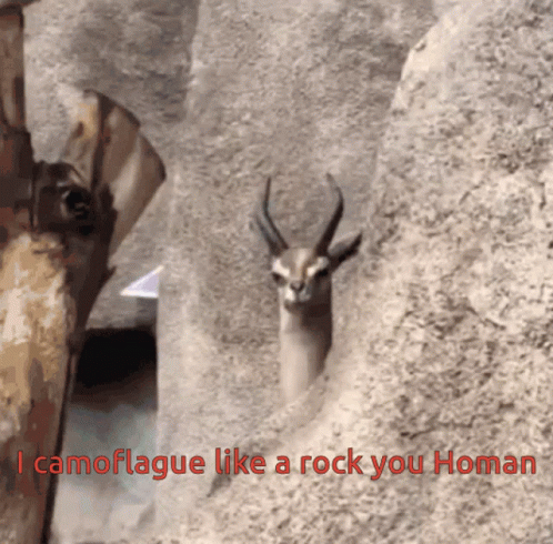 A Picture Of A Gazelle With The Words I Camouflage Like A Rock You Homan Below It GIF