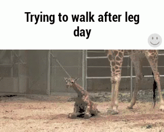 A Picture Of A Giraffe Laying On The Ground With The Words Trying To Walk After Leg Day GIF