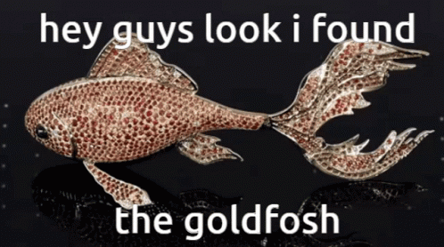 A Picture Of A Goldfish With The Words Hey Guys Look I Found The Goldfish GIF