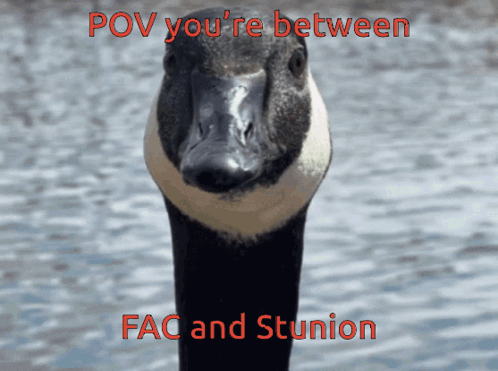 A Picture Of A Goose With The Words Pov You 'Re Between Fac And Stunion On The Bottom GIF