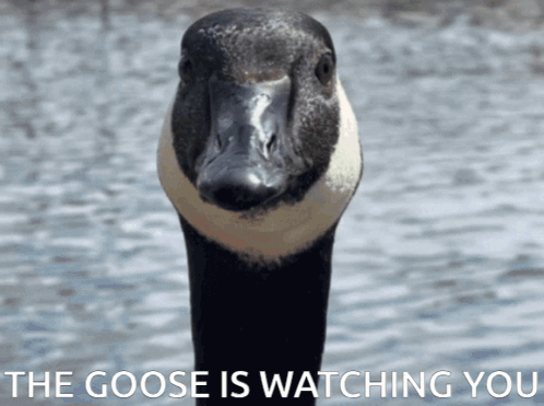 A Picture Of A Goose With The Words The Goose Is Watching You Below It GIF
