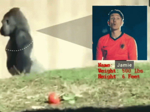 A Picture Of A Gorilla And A Man With The Name Jamie GIF