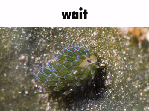 A Picture Of A Green And Purple Sea Slug With The Word Wait Below It GIF