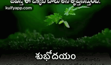 A Picture Of A Green Plant With A Quote In Telugu On It . GIF