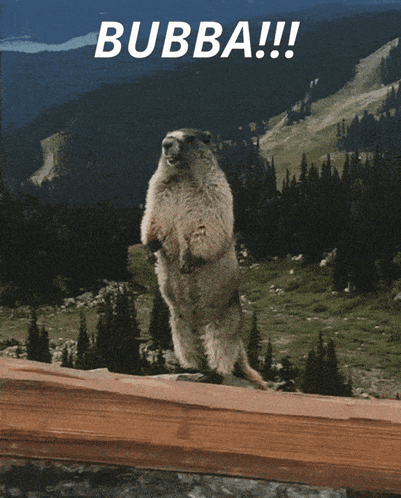 A Picture Of A Groundhog With The Words Bubba Pay Attention To Me On The Bottom GIF