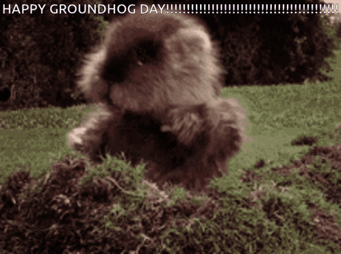 A Picture Of A Groundhog With The Words Happy Groundhog Day Below It GIF
