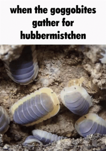 A Picture Of A Group Of Purple And White Bugs With The Caption When The Goggobites Gather For Hubbermistchen GIF