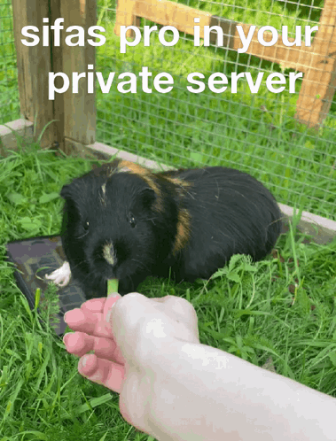 A Picture Of A Guinea Pig With The Words Sifas Pro In Your Private Server Written Above It GIF