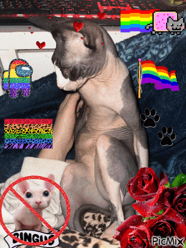A Picture Of A Hairless Cat With A No Pingus Sign Around It GIF