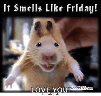 A Picture Of A Hamster With The Words " It Smells Like Friday " Above It GIF