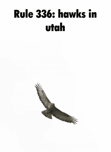 A Picture Of A Hawk Flying With The Words Rule 336 Hawks In Utah Above It . GIF