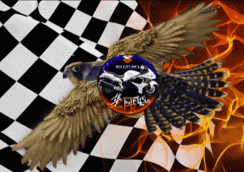 A Picture Of A Hawk With A Suzuki Motorcycle On It GIF