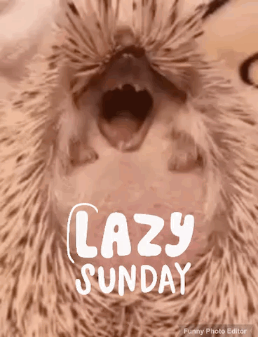 A Picture Of A Hedgehog With Its Mouth Open And The Words Lazy Sunday Written On It GIF