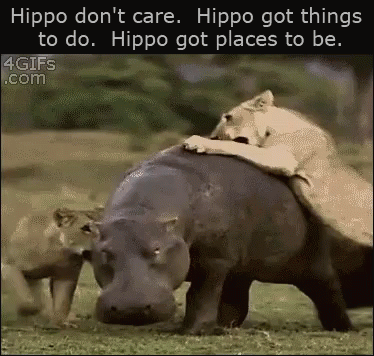 A Picture Of A Hippo And A Lion With The Caption Hippo Don T Care GIF