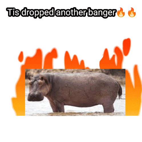 A Picture Of A Hippo In The Water With The Words " Tis Dropped Another Banger " Above It GIF