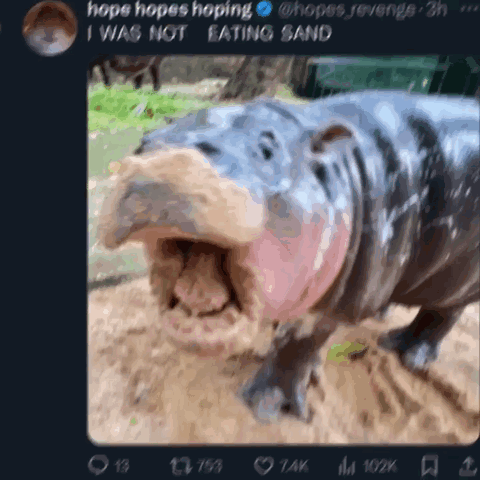 A Picture Of A Hippo With Its Mouth Wide Open GIF