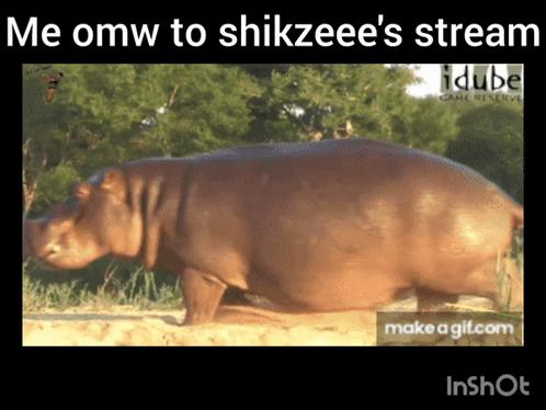 A Picture Of A Hippo With The Words Me Omw To Shikzeee 'S Stream GIF
