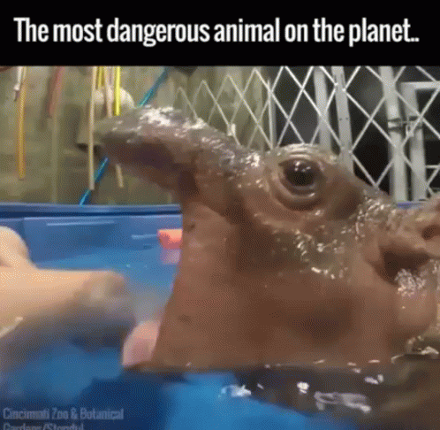 A Picture Of A Hippopotamus In A Pool With The Caption " The Most Dangerous Animal On The Planet " GIF
