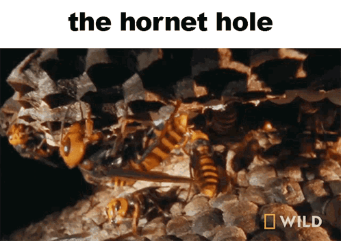 A Picture Of A Hornet Hole With A Wild Logo Below It GIF
