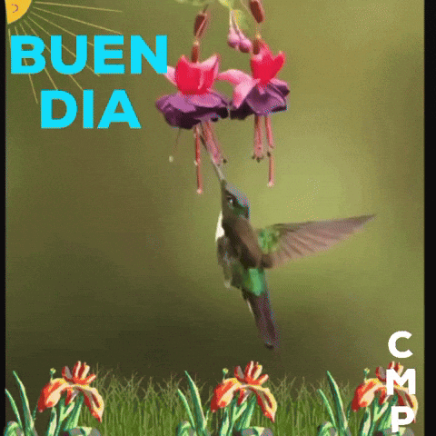 A Picture Of A Hummingbird And Flowers With The Words Buen Dia GIF