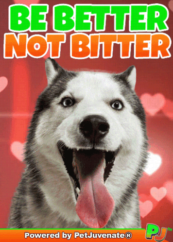 A Picture Of A Husky Dog With The Words " Be Better Not Bitter " Above It GIF