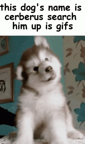 A Picture Of A Husky Puppy With A Caption That Says This Dog 'S Name Is Cerberus GIF
