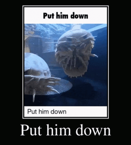 A Picture Of A Jellyfish With A Caption That Says Put Him Down GIF