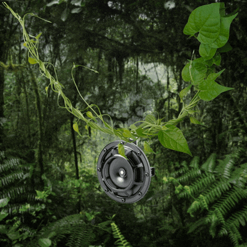 A Picture Of A Jungle With A Yellow R On It GIF