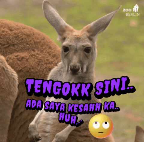 Kangaroo Captioned Tengokk Sini Ada Saya GIF
