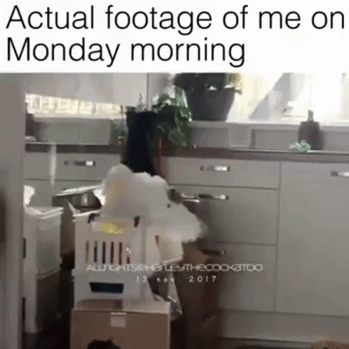 A Picture Of A Kitchen With A Caption That Says ' Actual Footage Of Me On Monday Morning ' On It GIF