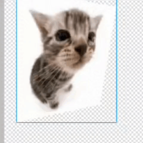 A Picture Of A Kitten Looking At The Camera GIF