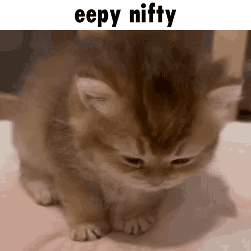 A Picture Of A Kitten With A Caption That Says Eepy Niffty GIF