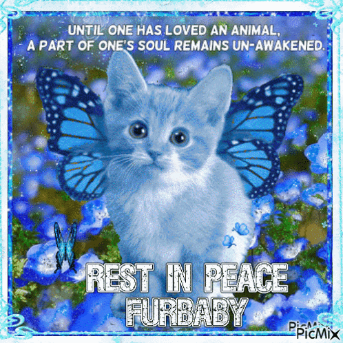 A Picture Of A Kitten With Blue Butterflies On Its Wings And The Words Rest In Peace Furbaby GIF