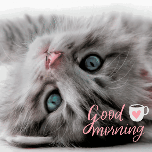 A Picture Of A Kitten With Blue Eyes And The Words " Good Morning " GIF
