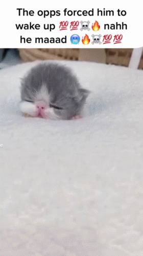 A Picture Of A Kitten With The Caption " The Opps Forced Him To Wake Up " GIF