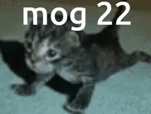 a picture of a kitten with the word mog 22 written above it