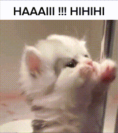 A Picture Of A Kitten With The Words Haaaiii !!! Hihihi GIF