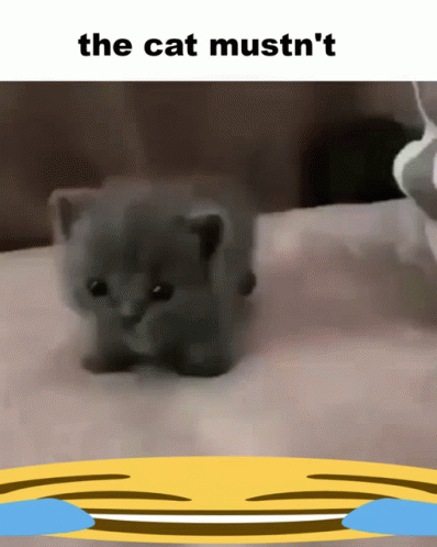 A Picture Of A Kitten With The Words The Cat Mustn 'T GIF