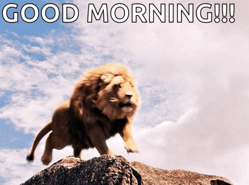 A Picture Of A Lion On A Rock With The Words " Good Morning " GIF