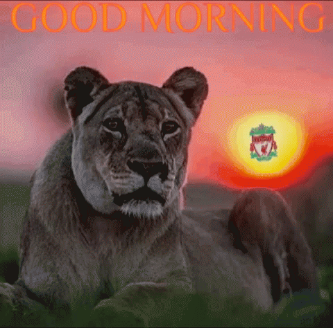 A Picture Of A Lion With The Words Good Morning GIF