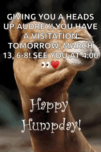 A Picture Of A Lion With The Words Happy Humpday Written On It GIF