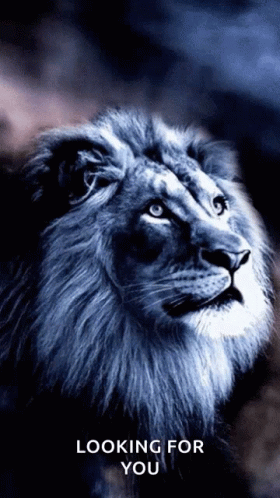 A Picture Of A Lion With The Words Looking For You Above It GIF