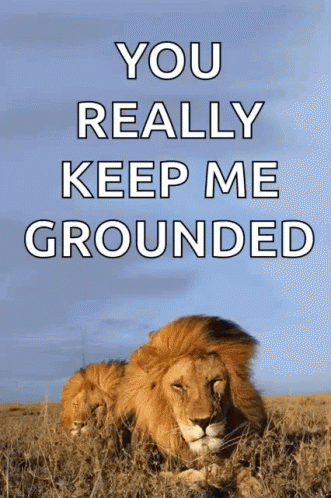 A Picture Of A Lion With The Words You Really Keep Me Grounded Above It GIF