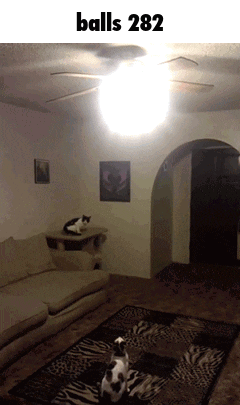 A Picture Of A Living Room With A Ceiling Fan And The Words Balls 282 GIF