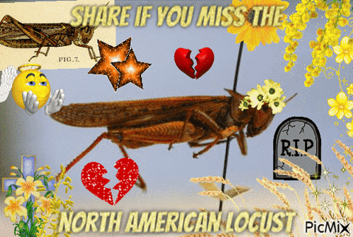 A Picture Of A Locust With The Words Share If You Miss The North American Locust On It GIF