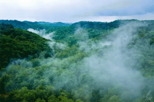 A Picture Of A Lush Green Forest With The Letters Hw On The Bottom Right GIF