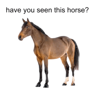 A Picture Of A Man And A Horse With The Words Have You Seen This Horse Below It GIF