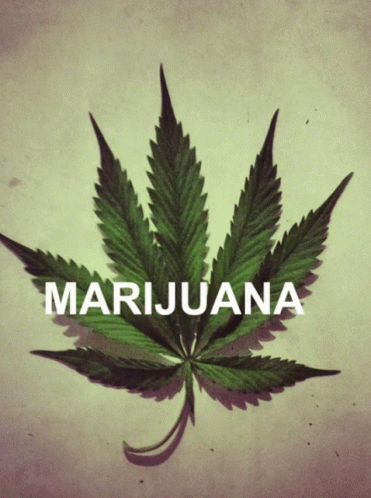 A Picture Of A Marijuana Leaf With The Word Marijuana Below It GIF